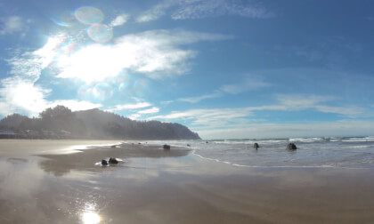 Nature ASMR Ghost forest VR Video Nature ASMR Ghost forest VR