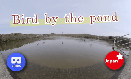 Bird by the pond VR Video Bird by the pond VR