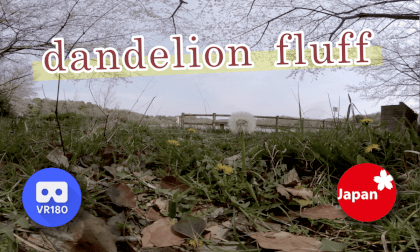 dandelion fluff VR Video dandelion fluff VR