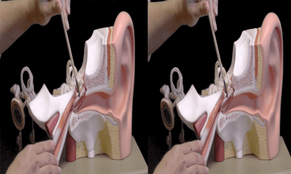 3D Montgomery College, Chemical and Biological Sciences - Organs, The Ear 3D 3D Montgomery College, Chemical and Biological Sciences - Organs, The Ear 3D