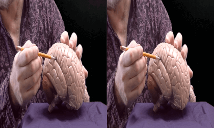 3D Montgomery College, Chemical and Biological Sciences - The Brain - External Structures 3D Montgomery College, Chemical and Biological Sciences - The Brain - External Structures