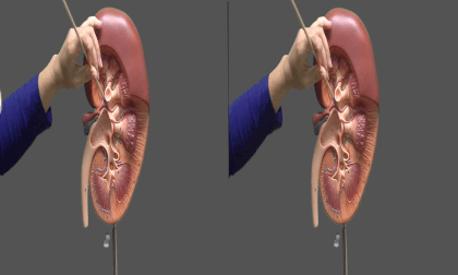 3D Montgomery College, Chemical and Biological Sciences - Organs, The Kidney 3D 3D Montgomery College, Chemical and Biological Sciences - Organs, The Kidney 3D