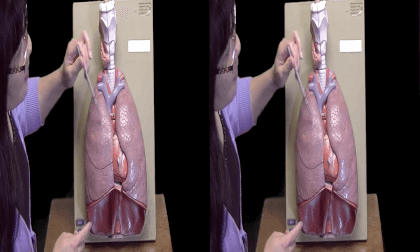 3D Montgomery College, Chemical and Biological Sciences - Organs, the Lungs 3D Montgomery College, Chemical and Biological Sciences - Organs, the Lungs