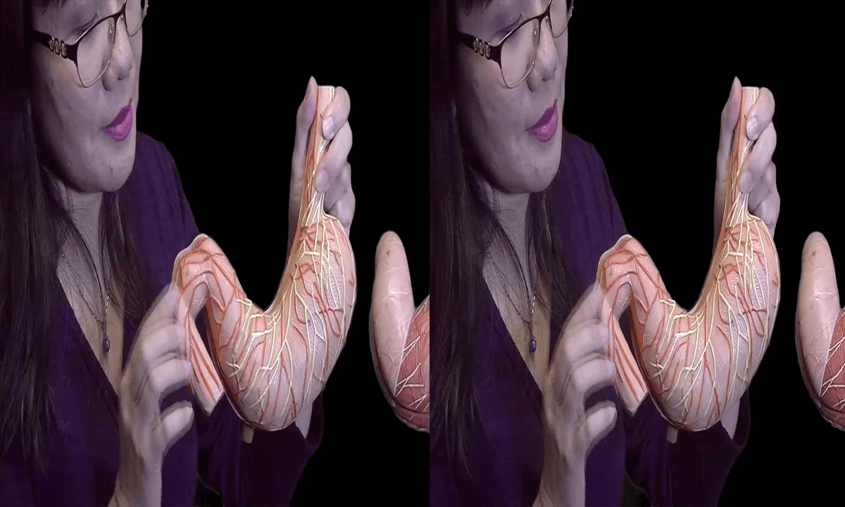 3D Montgomery College, Chemical and Biological Sciences - Organs - The Stomach