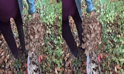 3D Christine and Rupert - Hen of the Woods Maryland 3D Christine and Rupert - Hen of the Woods Maryland