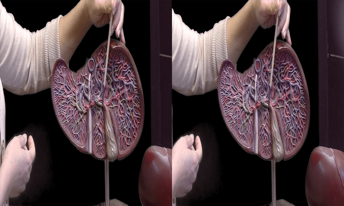 3D Montgomery College Chemical and Biology Sciences - Organs - The Liver