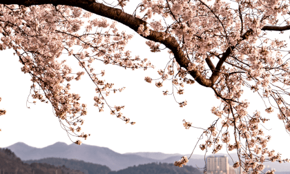 경주 벗꽃 Cherry Blossoms  in Gyeongju-Si, South Korea by R5c VR Video 경주 벗꽃 Cherry Blossoms  in Gyeongju-Si, South Korea by R5c VR