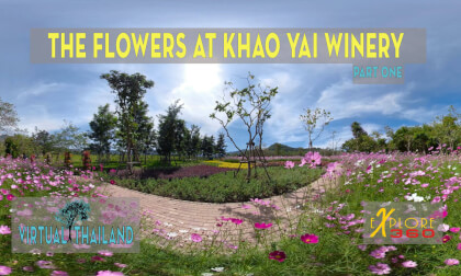 The Flowers at Khao Yai Winery - Part One VR Video The Flowers at Khao Yai Winery - Part One VR