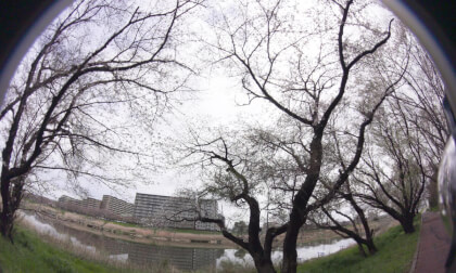 Sakura(insta360X3) VR Video Sakura(insta360X3) VR