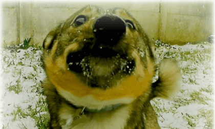 Little christmass dog eating snow VR Video Little christmass dog eating snow VR