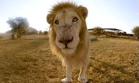 Surrounded By White Lions VR Video Surrounded By White Lions VR