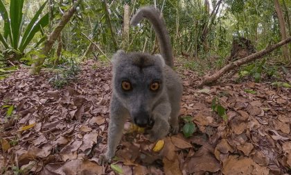 Surrounded By Wild Lemurs