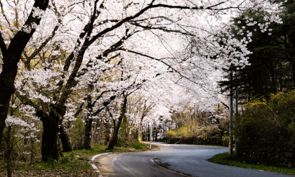 경주 암곡 벗꽃 Cherry Blossoms 2 in Gyeongju-Si, South Korea by Canon Eos R5c VR Video 경주 암곡 벗꽃 Cherry Blossoms 2 in Gyeongju-Si, South Korea by Canon Eos R5c VR