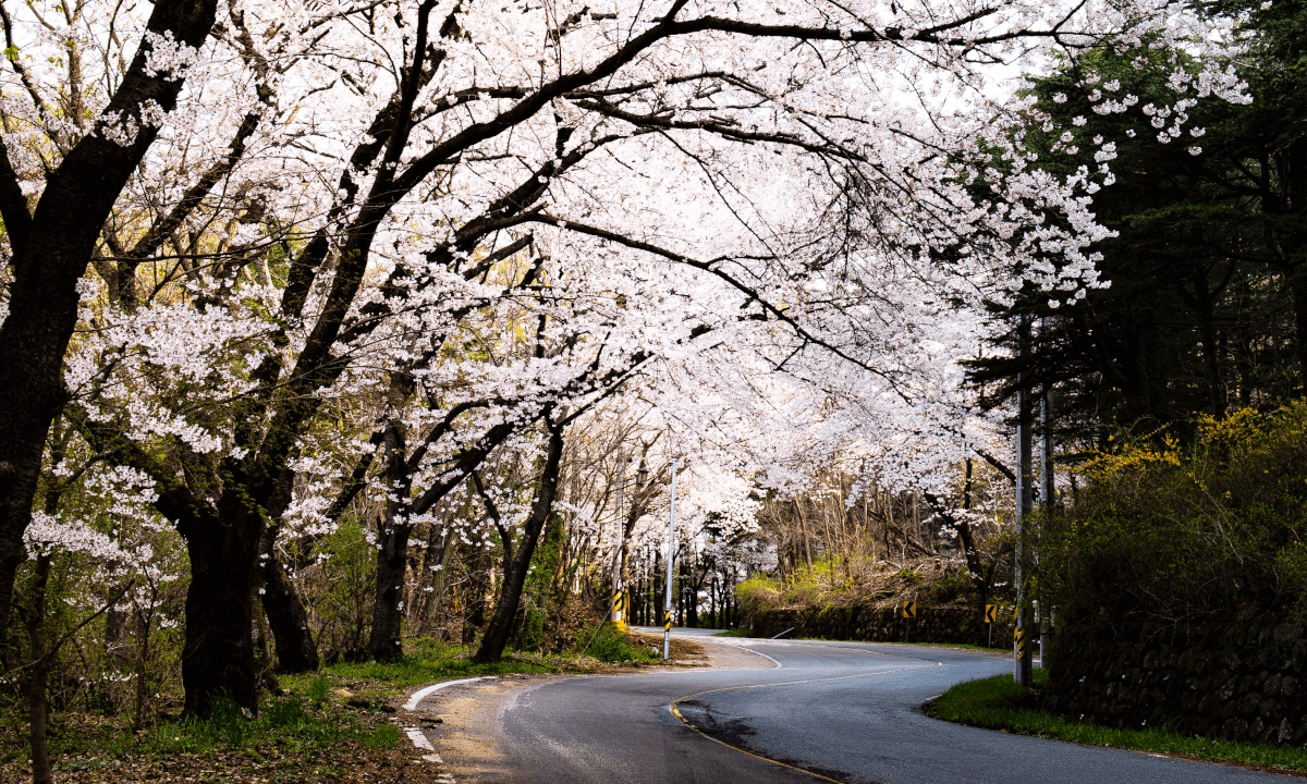 경주 암곡 벗꽃 Cherry Blossoms 2 in Gyeongju-Si, South Korea by Canon Eos R5c