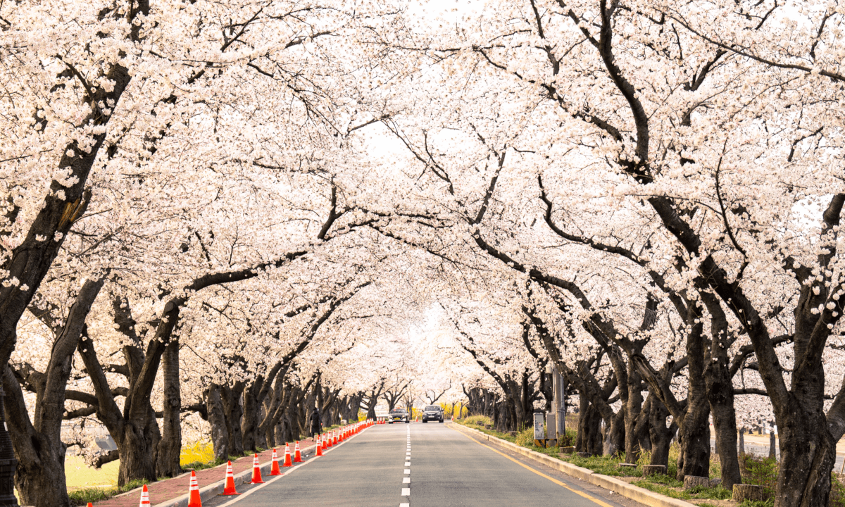경주 흥무로 벗꽃길 Cherry Blossoms in Gyeongju-Si, South Korea by Insta360 One RS