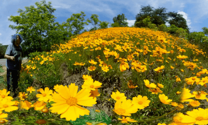 Montgomery College 360 - Golden Globes and Prickly Pear Cactus VR Video Montgomery College 360 - Golden Globes and Prickly Pear Cactus VR