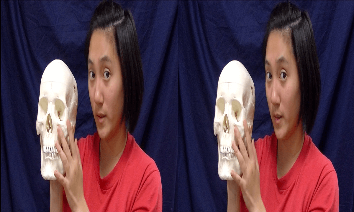 3D Montgomery College, Chemical and Biological Sciences - Bones of the Face
