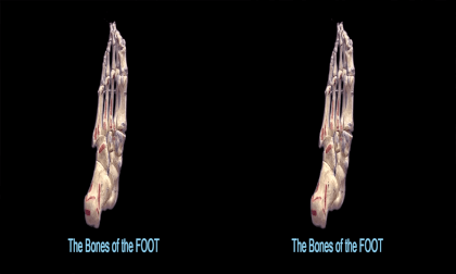 3D Montgomery College, Chemical and Biological Sciences - Bones of the Foot 3D Montgomery College, Chemical and Biological Sciences - Bones of the Foot
