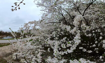 Spring in Kadzielnia Nature Reserve - Kielce, Poland VR Video Spring in Kadzielnia Nature Reserve - Kielce, Poland VR