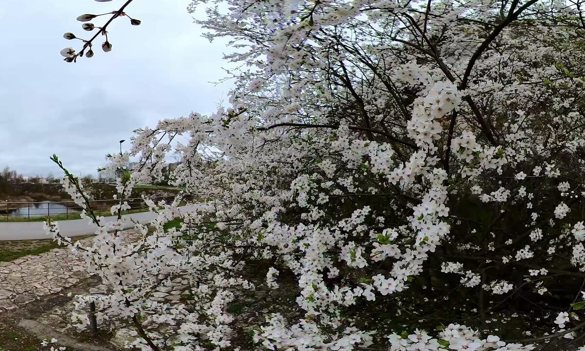 Spring in Kadzielnia Nature Reserve - Kielce, Poland