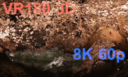 Cherry blossoms at Chidorigafuchi in 2024 VR Video Cherry blossoms at Chidorigafuchi in 2024 VR