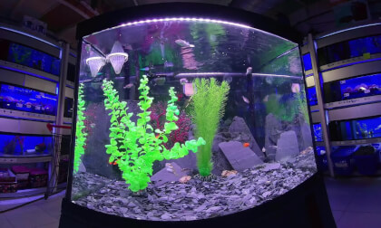 aquario_fish VR Video aquario_fish VR