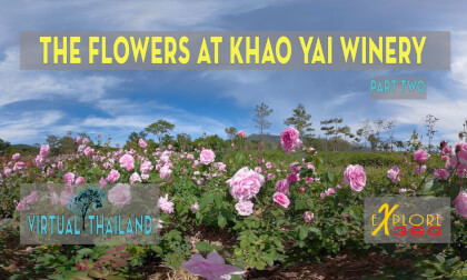 The Flowers at Khao Yai Winery - Part Two VR Video The Flowers at Khao Yai Winery - Part Two VR