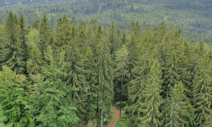 A walk through the forest, Schneeberg, Fichtelgebirge, Germany VR Video A walk through the forest, Schneeberg, Fichtelgebirge, Germany VR