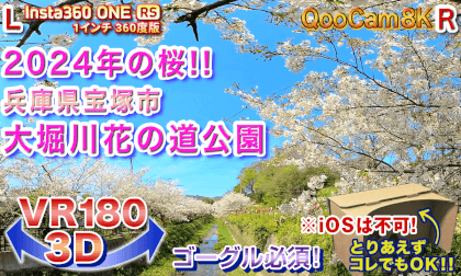 [VR180 3D] Cherry blossoms in 2024!! Takarazuka City Ohori River Hananomichi Park
