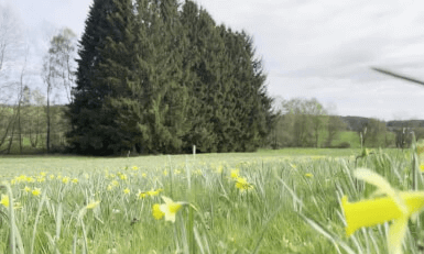 3D Walk through a meadow with wild daffodils in Germany (Spatial video 4K) VR Video 3D Walk through a meadow with wild daffodils in Germany (Spatial video 4K) VR