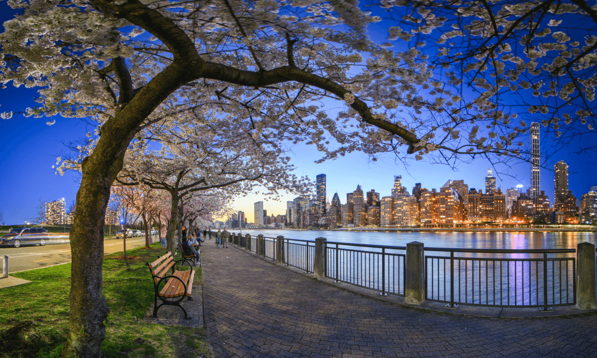 Day&Night with Cherry Blossom in NYC! Nikon Z8 + Canon Dualfisheye VR 180 Timelapse