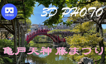 VR180 Kameido Tenjin Shrine Wisteria Festival VR Video VR180 Kameido Tenjin Shrine Wisteria Festival VR