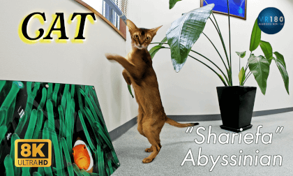 🐈Kitty comes! Cat, Abyssinian 猫ネコ VR Video 🐈Kitty comes! Cat, Abyssinian 猫ネコ VR