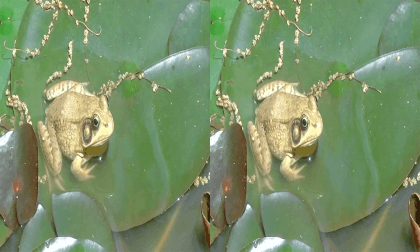 3D Frogs at the Arboretum VR Video 3D Frogs at the Arboretum VR