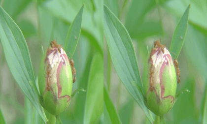 3D Ants Tending Their Peonies VR Video 3D Ants Tending Their Peonies VR