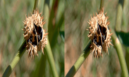 3D Jimson Weed Seed Pods 3D Jimson Weed Seed Pods