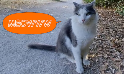 Il gatto di villa De Santis VR Video Il gatto di villa De Santis VR