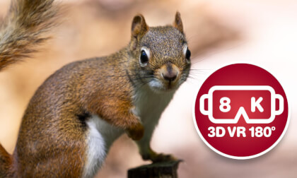 Cute Red Squirrel eating ASMR Cute Red Squirrel eating ASMR