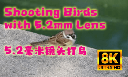 Shooting Birds with 5.2mm Lens, yes possible. 5.2毫米镜头打鸟真实影像 8K 3D Shooting Birds with 5.2mm Lens, yes possible. 5.2毫米镜头打鸟真实影像 8K 3D