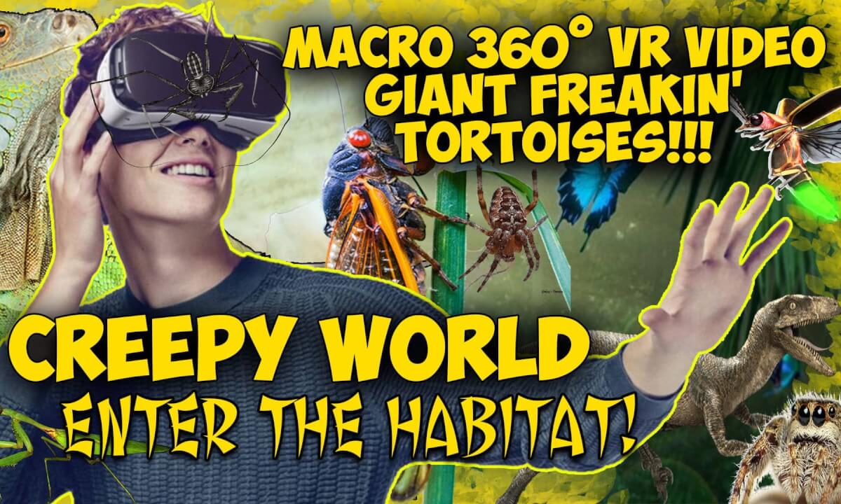 Tortoises in Macro VR!