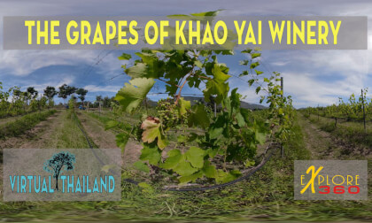 The Grapes of Khao Yai Winery Thailand VR Video The Grapes of Khao Yai Winery Thailand VR