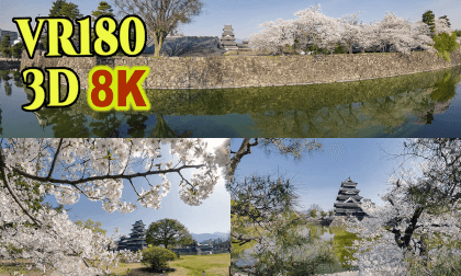 Matsumoto Castle surrounded by cherry blossoms in Nagano,Japan