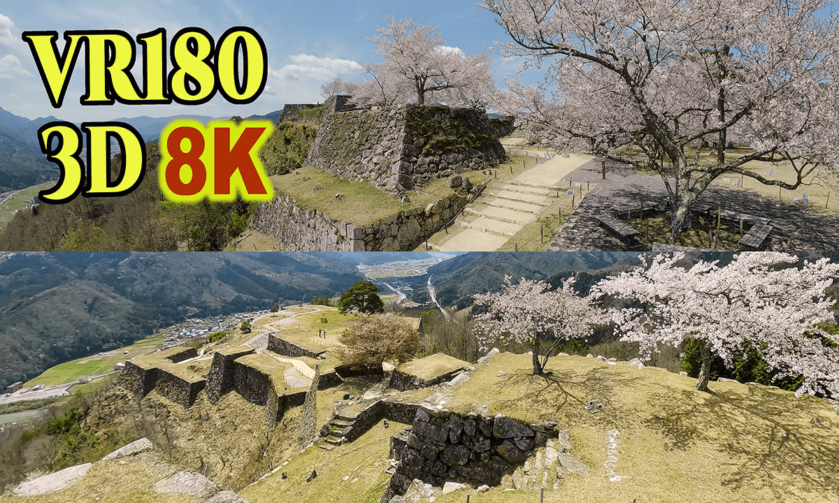 Takeda Castle ruins and cherry blossoms on the mountaintop in Hyogo,Japan
