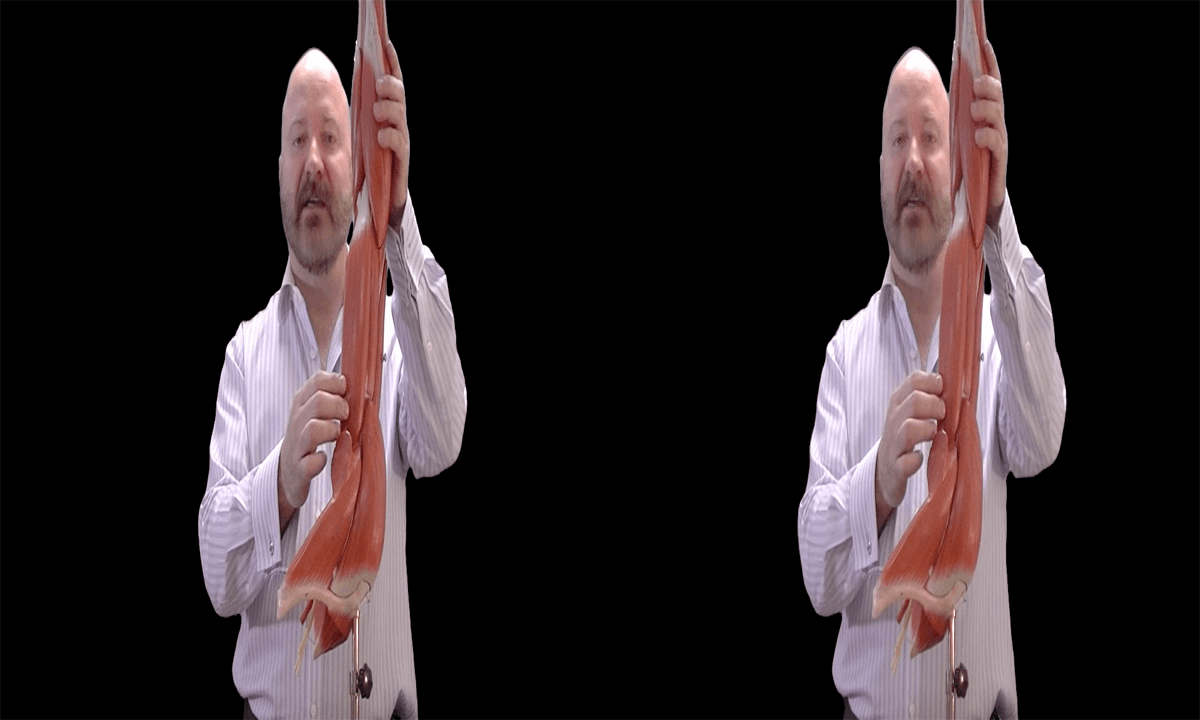 3D Montgomery College Chemical and Biological Sciences - Arm and Forearm Muscles