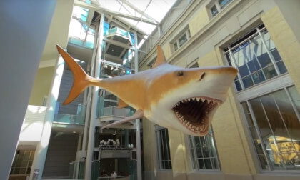 Megalodon Shark at Smithsonian Natural History Museum 3D 180 VR Megalodon Shark at Smithsonian Natural History Museum 3D 180 VR