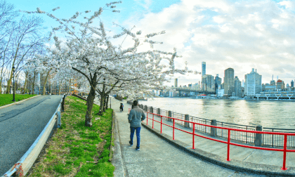 Wallking Beneath a Canopy of Spring Blossoms Slo-Mo | Nikon Z8 + Canon Dualfisheye VR Video Wallking Beneath a Canopy of Spring Blossoms Slo-Mo | Nikon Z8 + Canon Dualfisheye VR