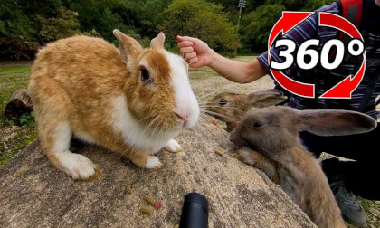 [360 video]Rabbits on the chair and rabbits who stubbornly do not climb on the chair.