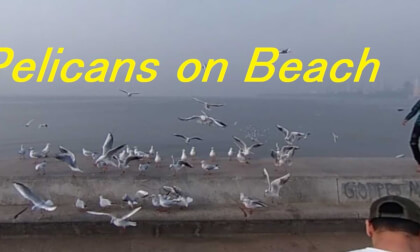 Pelicans in Girgaon Beach, Qeens Neckless VR Video Pelicans in Girgaon Beach, Qeens Neckless VR
