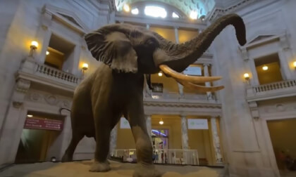 Artifacts and Fossils at Smithsonian Natural History Museum 3D 180 VR VR Video Artifacts and Fossils at Smithsonian Natural History Museum 3D 180 VR VR