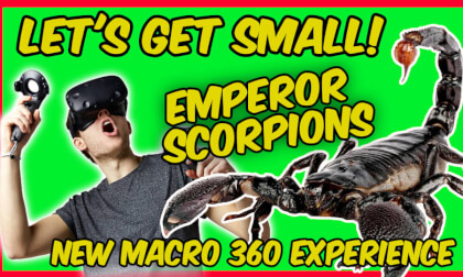 Emperor Scorpions in Macro VR! VR Video Emperor Scorpions in Macro VR! VR